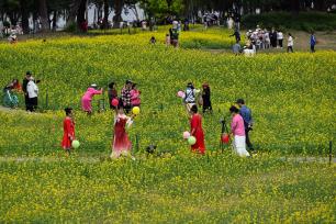 辽宁沈阳：油菜花开引客来