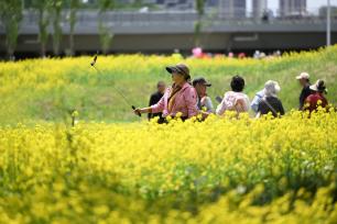 辽宁沈阳：油菜花开引客来
