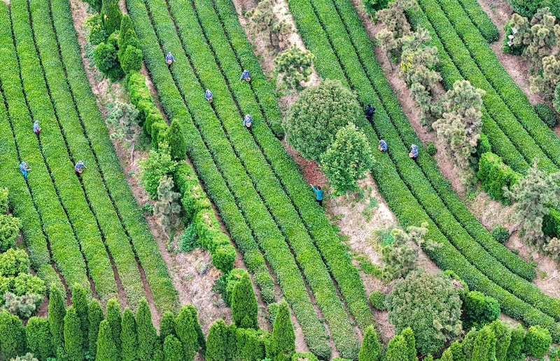 山东日照：茶香漫青山 绿意生金叶