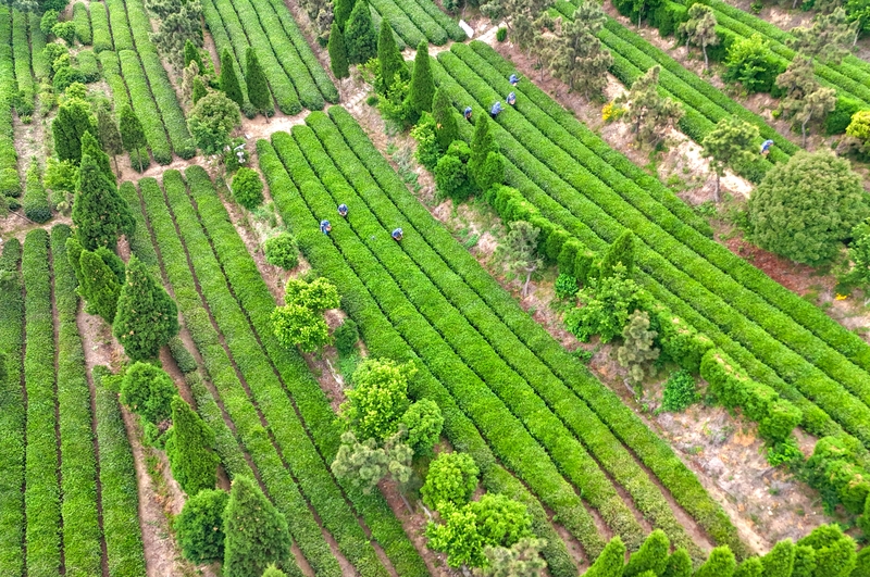 山东日照：茶香漫青山 绿意生金叶