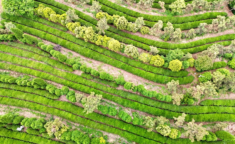 山东日照：茶香漫青山 绿意生金叶