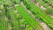 山东日照：茶香漫青山 绿意生金叶