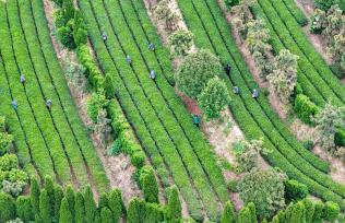 山东日照：茶香漫青山 绿意生金叶
