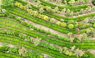 山东日照：茶香漫青山 绿意生金叶