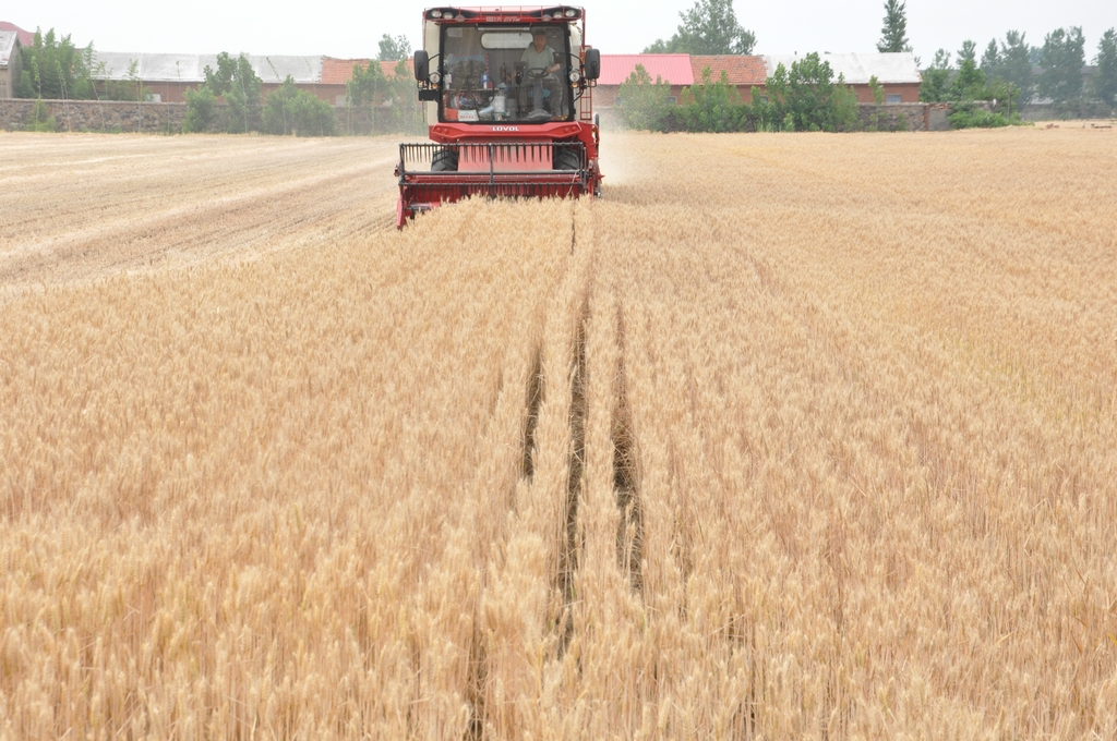江苏连云港：山地小麦收割忙