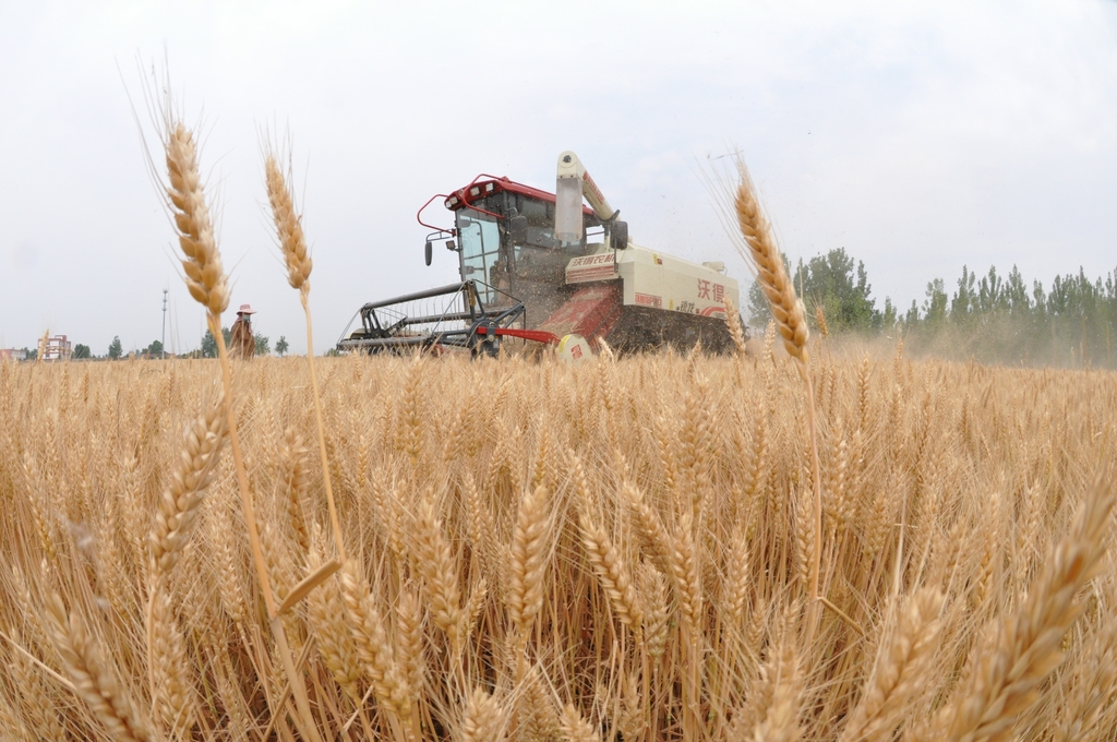 江苏连云港：山地小麦收割忙