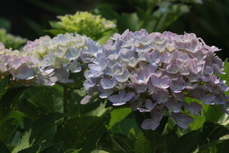 江苏南通：绣球花开绚烂扮靓初夏