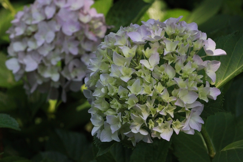 江苏南通：绣球花开绚烂扮靓初夏
