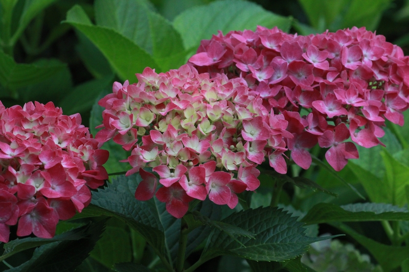 江苏南通：绣球花开绚烂扮靓初夏