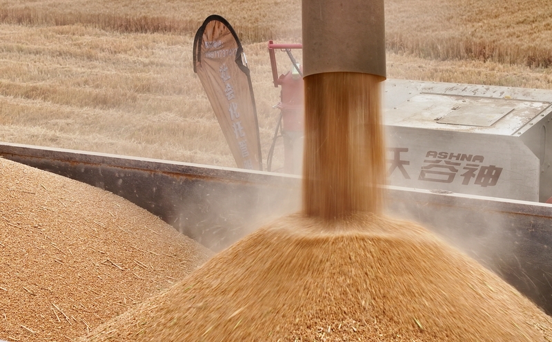 湖北十堰：麦田抢收忙