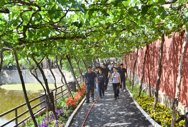 山东枣庄：葡萄生态村吸引“纳凉客”