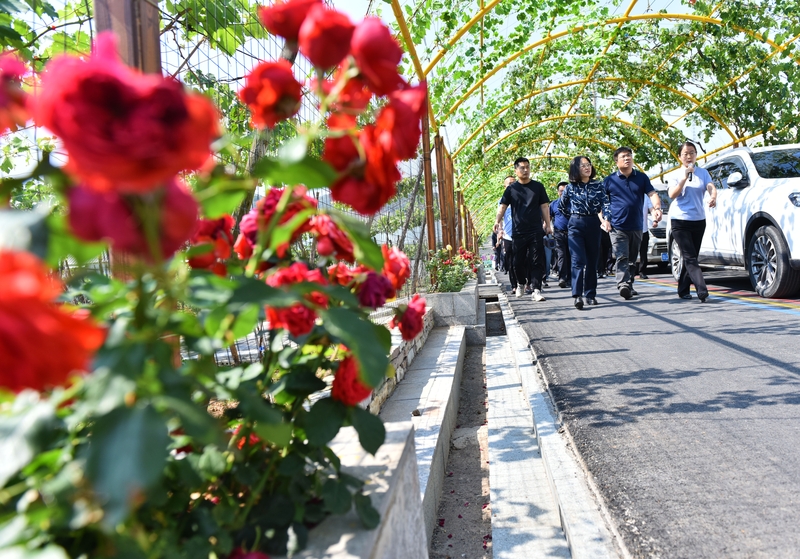 山东枣庄：葡萄生态村吸引“纳凉客”