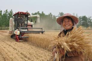 江苏连云港：山地小麦收割忙