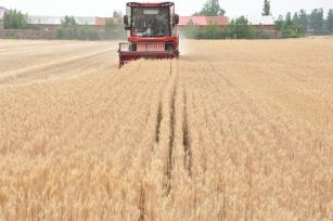 江苏连云港：山地小麦收割忙