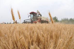 江苏连云港：山地小麦收割忙