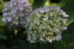 江苏南通：绣球花开绚烂扮靓初夏