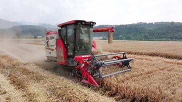 湖北十堰：麦田抢收忙