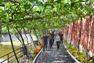 山东枣庄：葡萄生态村吸引“纳凉客”