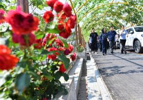 山东枣庄：葡萄生态村吸引“纳凉客”