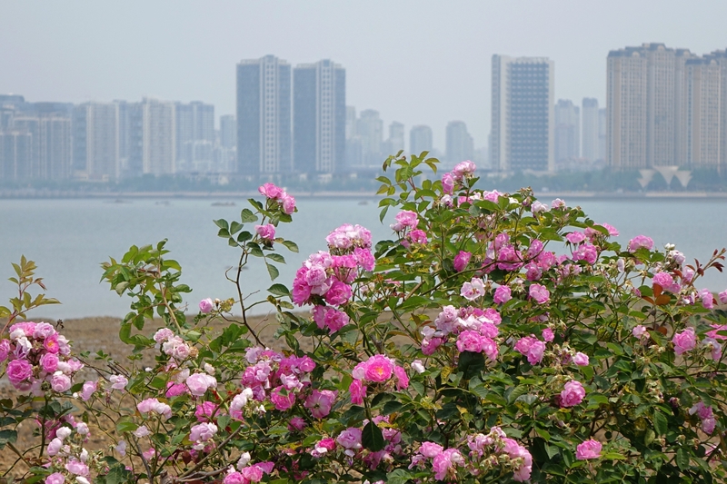 山东青岛海边夏花绚烂绽放 装点滨海好风光