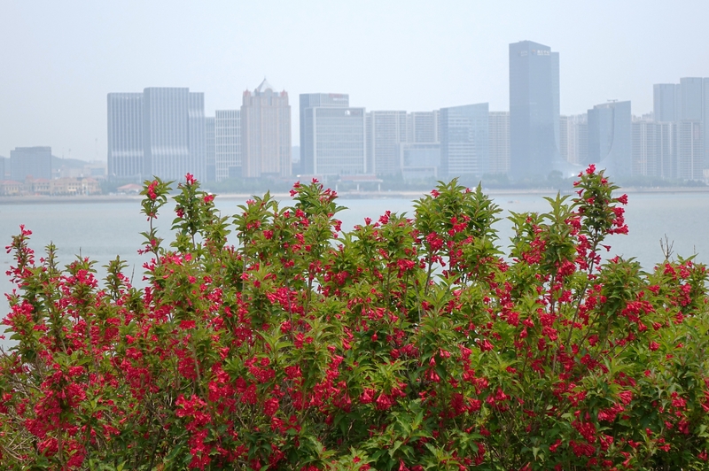 山东青岛海边夏花绚烂绽放 装点滨海好风光
