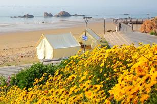 山东青岛海边夏花绚烂绽放 装点滨海好风光