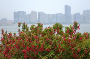 山东青岛海边夏花绚烂绽放 装点滨海好风光