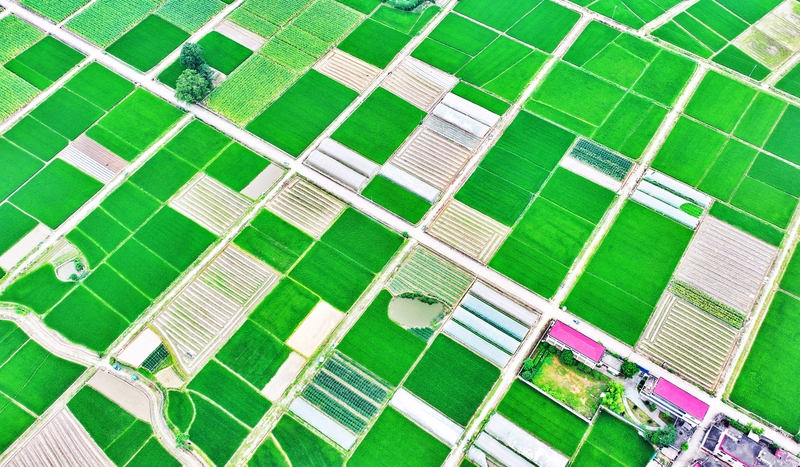 江西吉安：高标准农田绿意浓