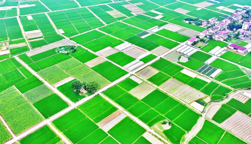 江西吉安：高标准农田绿意浓