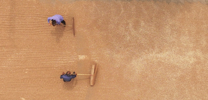 江苏淮安：抢收小麦 颗粒归仓