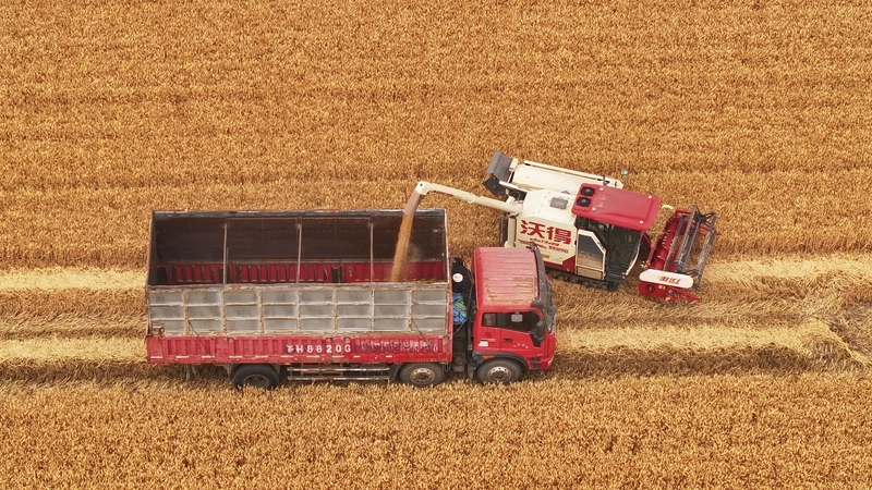 江苏淮安：抢收小麦 颗粒归仓