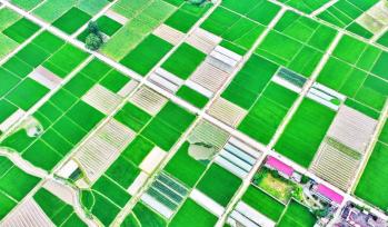 江西吉安：高标准农田绿意浓