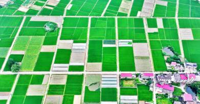 江西吉安：高标准农田绿意浓