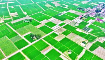 江西吉安：高标准农田绿意浓