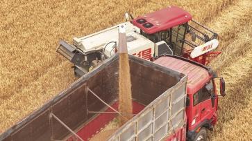 江苏淮安：抢收小麦 颗粒归仓