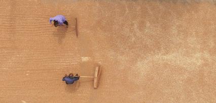 江苏淮安：抢收小麦 颗粒归仓