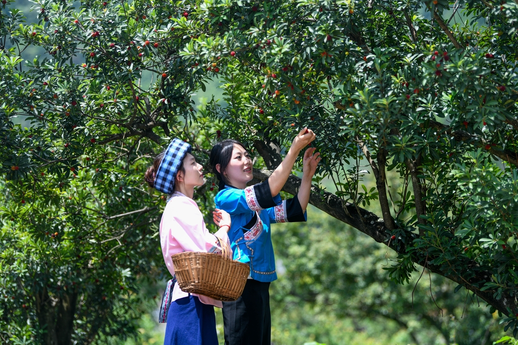 贵州望谟：夏日“梅”好时光