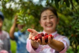 贵州望谟：夏日“梅”好时光