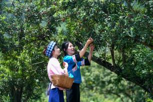 贵州望谟：夏日“梅”好时光