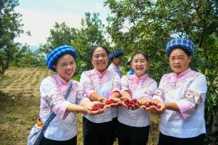 贵州望谟：夏日“梅”好时光