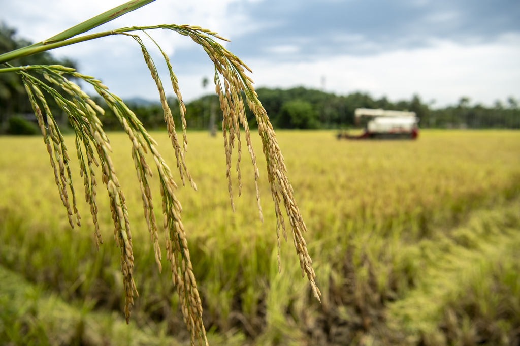 海南琼海：农民在抢收早稻
