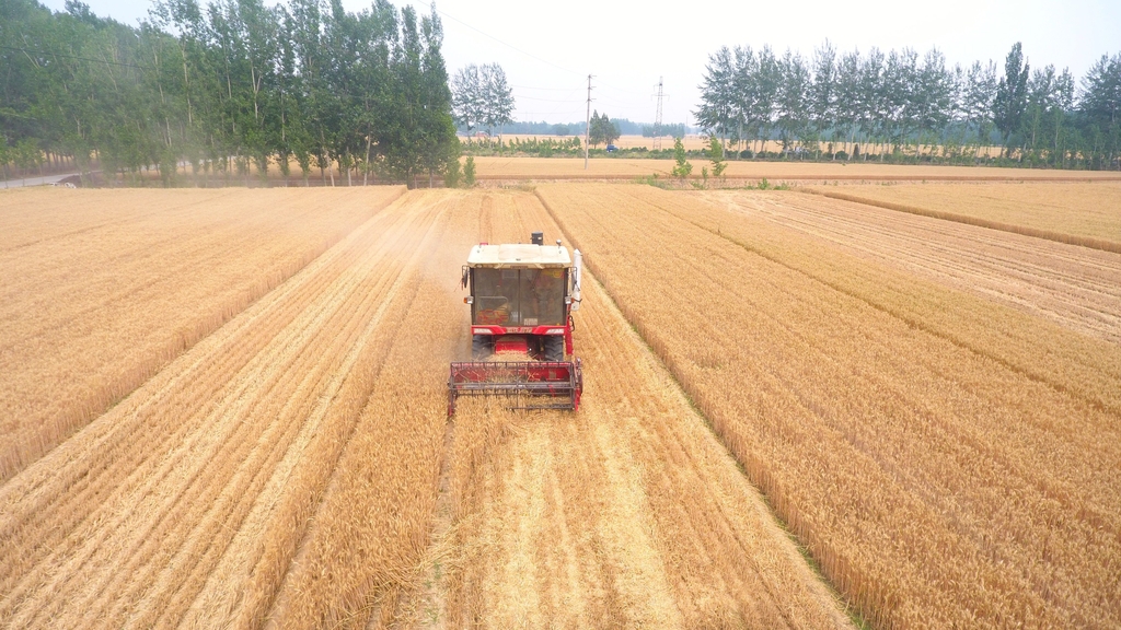 山东：6000多万亩小麦开机收割