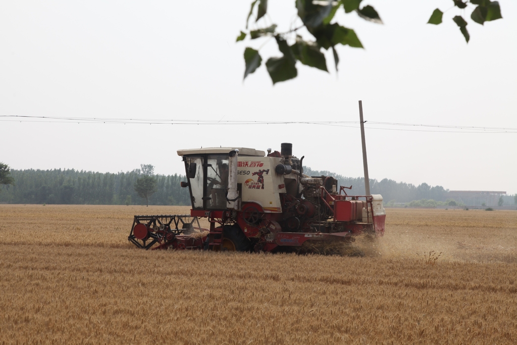 山东：6000多万亩小麦开机收割