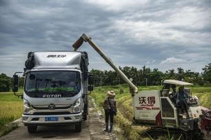 海南琼海：农民在抢收早稻