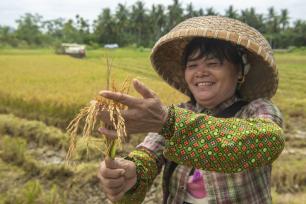 海南琼海：农民在抢收早稻