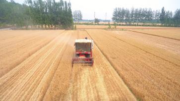 山东：6000多万亩小麦开机收割