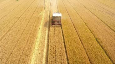 山东：6000多万亩小麦开机收割