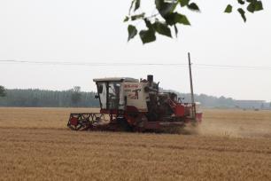 山东：6000多万亩小麦开机收割