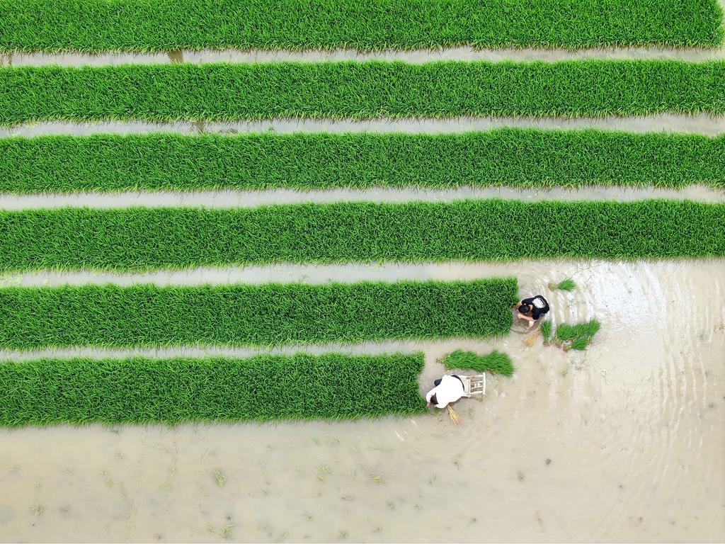 湖北襄阳：田间地头一片忙碌景象