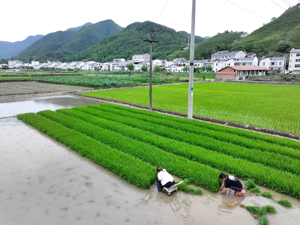 湖北襄阳：田间地头一片忙碌景象
